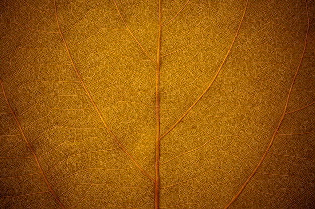 Fond de feuille d'or