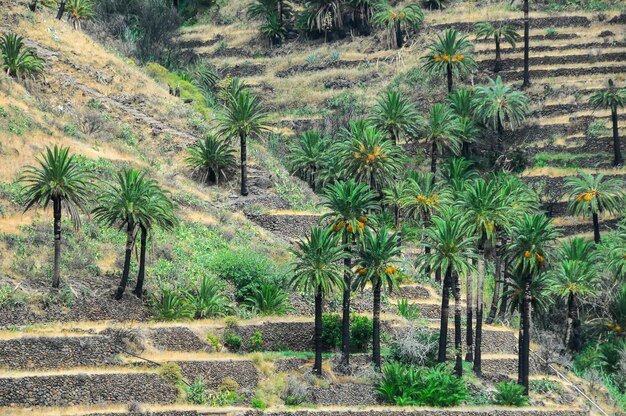 Fond de feuille de palmier vert canarien tropical en été