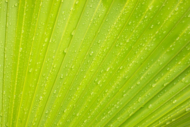 Fond de feuille de palmier vert avec des gouttelettes d'eau