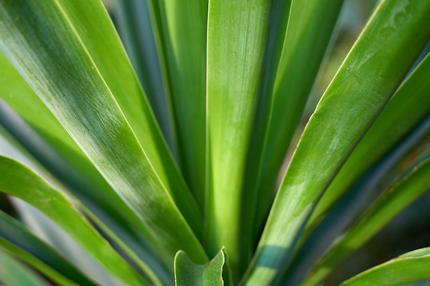 Fond de feuille de palmier vert tropical.