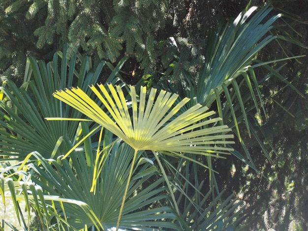 Fond de feuille de palmier