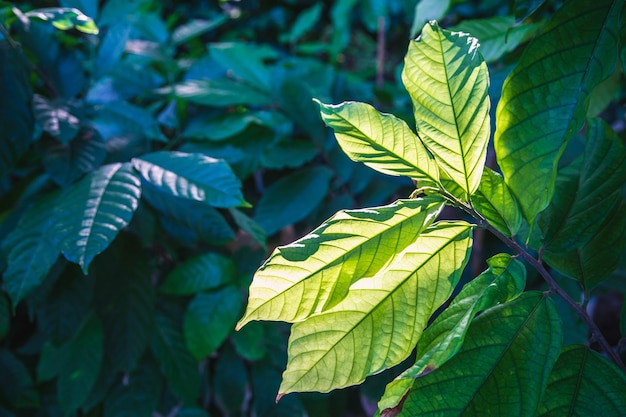 Fond de feuille de plante de cacao et la lumière du soleil