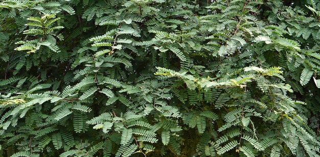 fond de feuille de tamarin vert