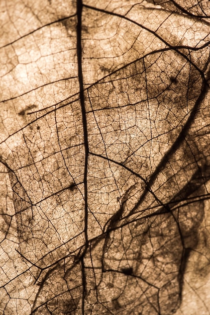 fond de feuille et texture pour la saison d'automne