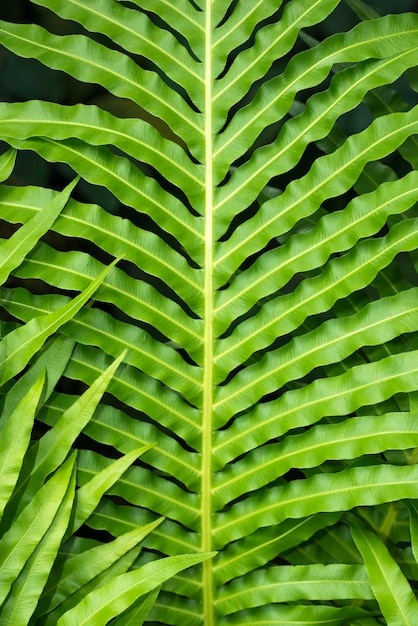 Fond de feuille tropicale verte