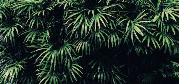 Photo fond de feuille vert foncé tropical.