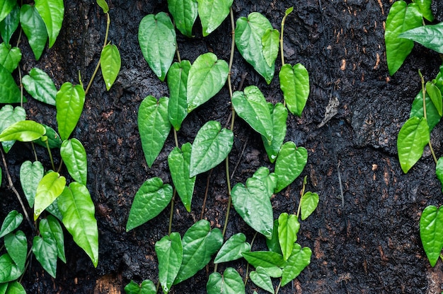 Fond de feuille vert lierre