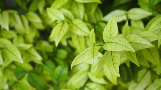 Fond de feuille verte Buisson.