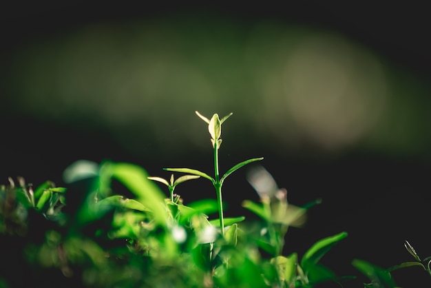 Fond de feuille verte, concept de fond de nature