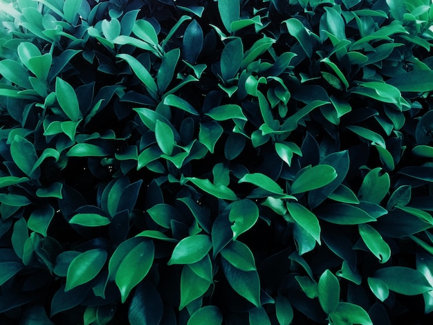 Fond de feuille verte dans la forêt tropicale