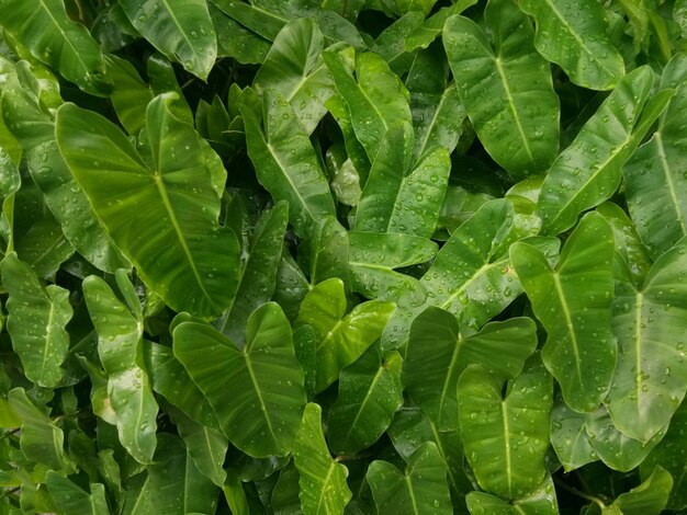 Fond de feuille verte dans la forêt tropicale