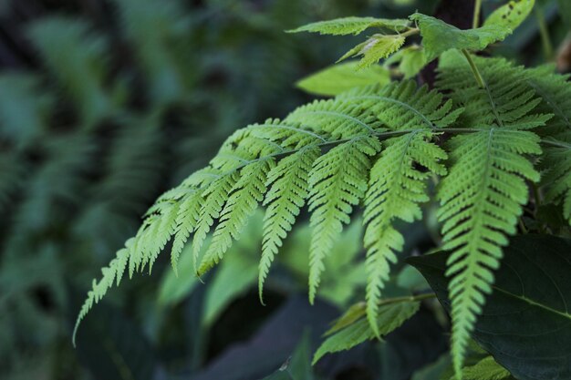 Fond de feuille verte dans la forêt tropicale