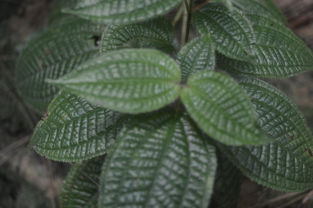 fond de feuille verte du matin