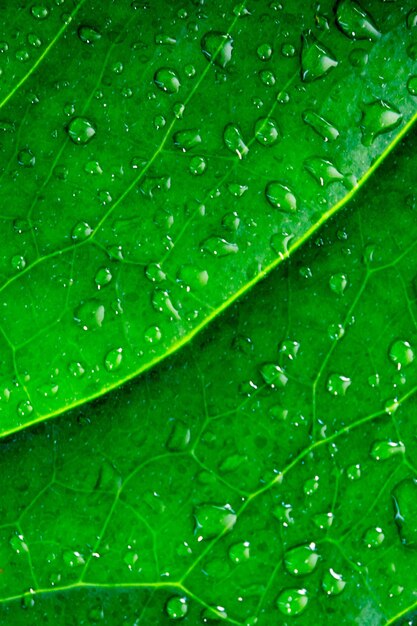 Fond de feuille verte humide d'une plante exotique avec des gouttes d'eau en gros plan