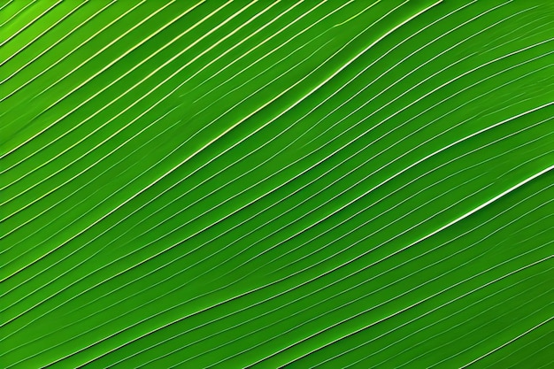 Fond de feuille verte avec les lignes des lignes