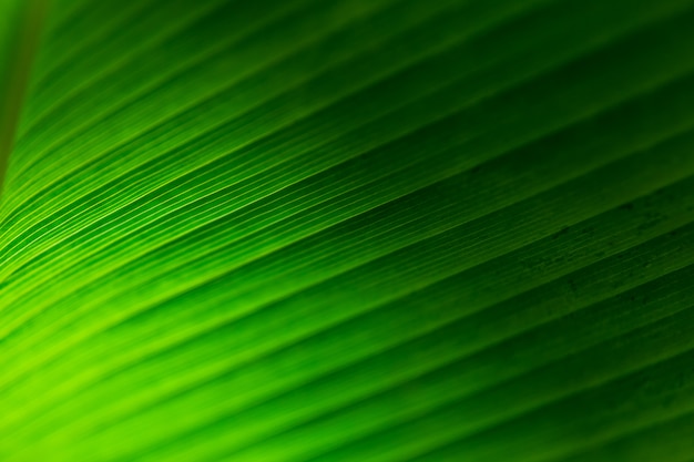 Photo fond de feuille verte avec la lumière du soleil