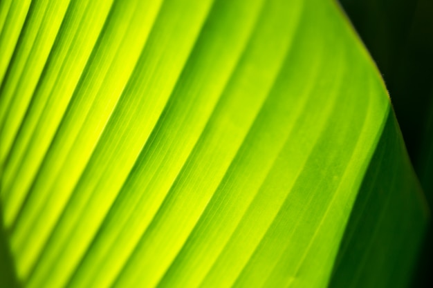 Photo fond de feuille verte avec la lumière du soleil