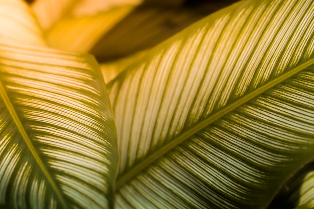 Fond de feuille verte de la nature dans un bon environnement.