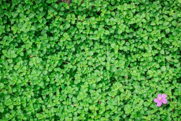 Fond de feuille verte sur le naturel.