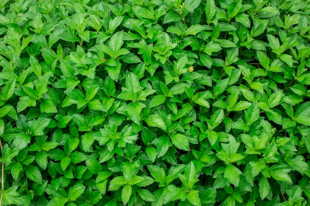 Fond de feuille verte sur le naturel.