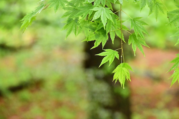 Fond de feuille verte naturelle été frais