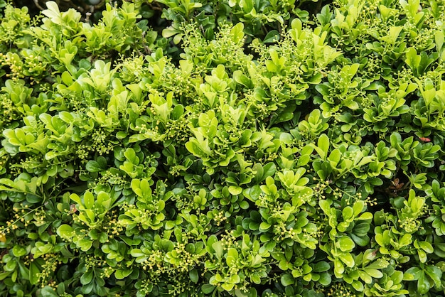 fond de feuille verte et texture de la nature