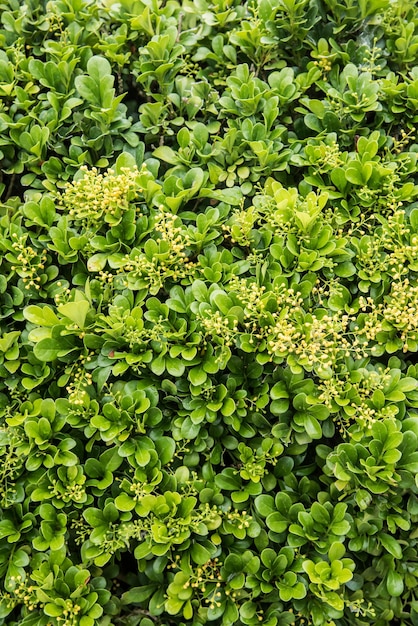 fond de feuille verte et texture de la nature