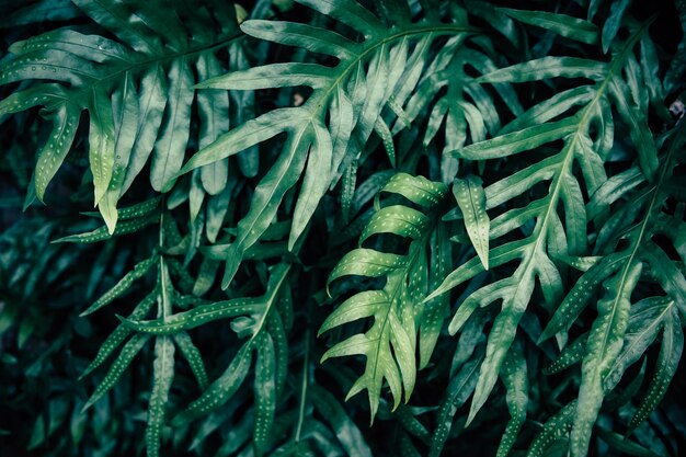 Fond de feuille verte tropicale, thème de ton foncé.