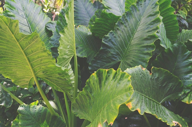 Fond de feuille verte tropicale