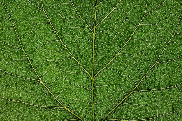 Fond de feuille verte