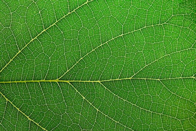 Fond de feuille verte