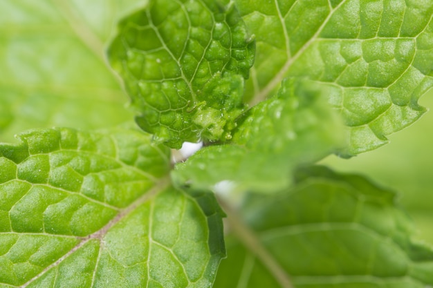 Fond de feuille verte