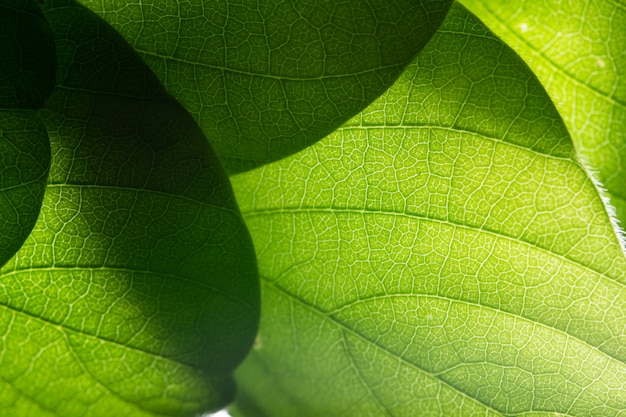 Fond de feuille verte