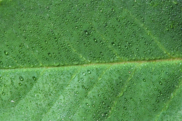 Fond de feuille verte