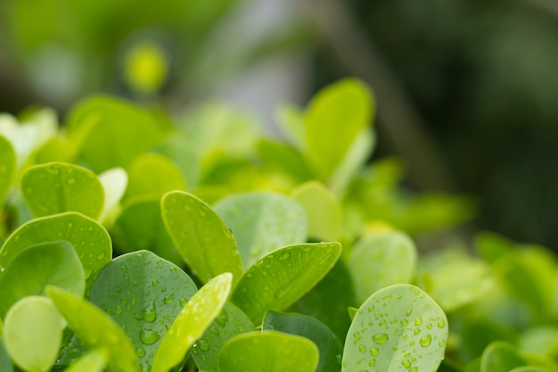 Fond De Feuille Verte