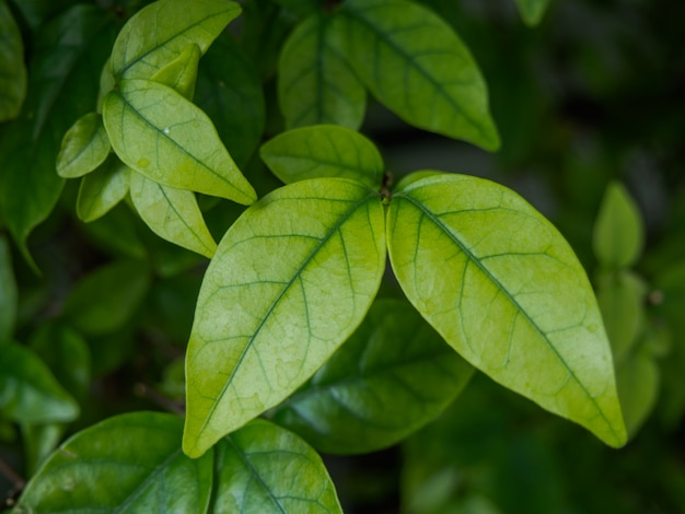 Fond de feuille verte