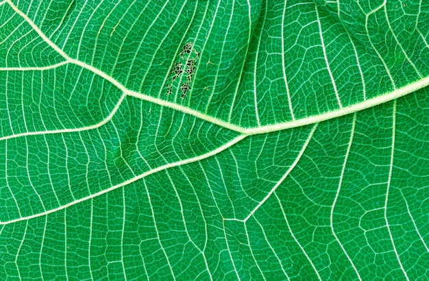 Fond de feuille verte