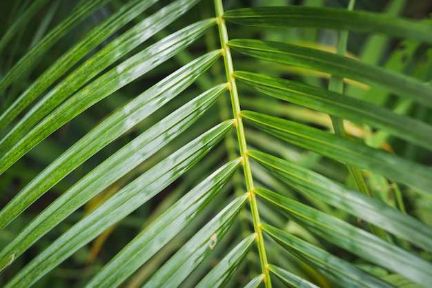 Fond de feuille verte