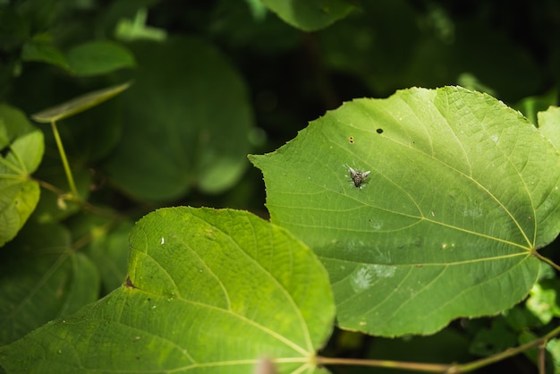 Fond de feuille verte