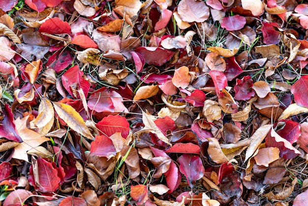 Fond de feuilles d'arbre d'automne changeant le mélange de couleurs d'automne