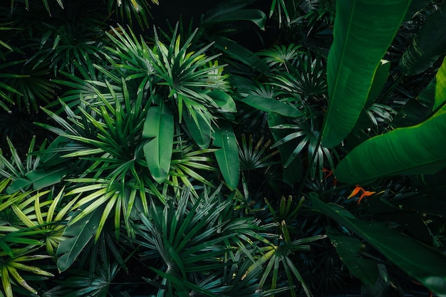 Fond de feuilles et d'arbres tropicaux