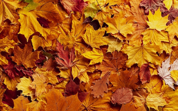 Fond de feuilles d'automne aux couleurs jaune rouge et marron