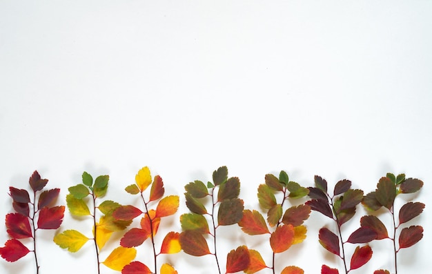 Fond de feuilles d'automne colorées sur blanc