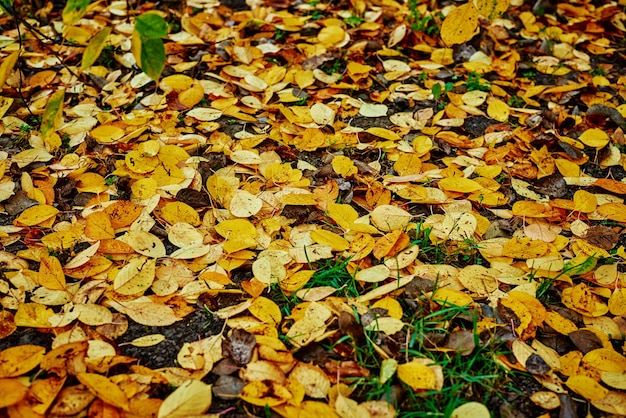 Fond de feuilles d'automne colorées