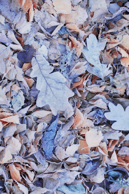 Fond de feuilles d'automne congelées sur le sol