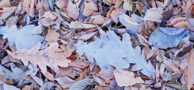 Fond de feuilles d'automne congelées sur le sol