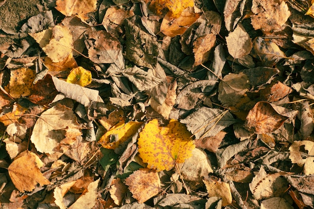 Fond avec des feuilles d'automne fanées