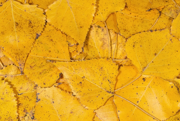 Fond de feuilles d'automne jaune