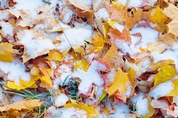 Fond de feuilles d'automne jaunes dans la neige