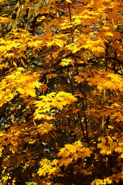 Fond de feuilles d'automne jaunes et oranges